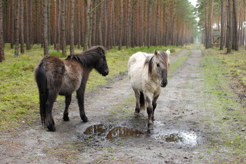 forest horse © Patryk