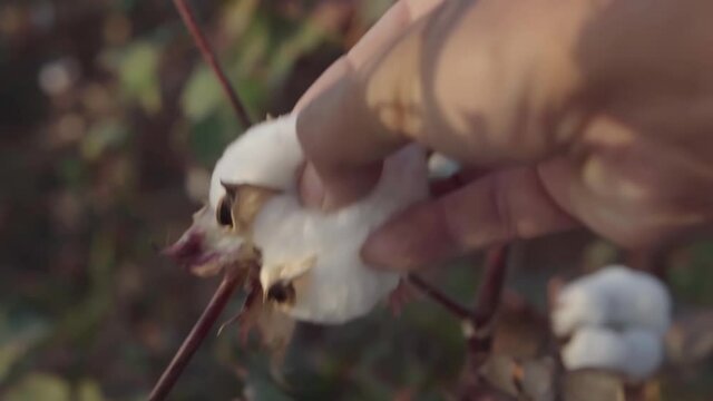 Macro close-up of hand touching soft cotton flower in autumn in countryside with brown field of many cotton crops