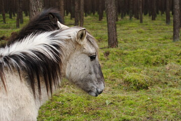 forest horse