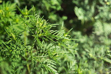 Blooming ambrosia bush. Ragweed plant allergen, toxic meadow grass. Allergy to ragweed ambrosia . Blooming pollen artemisiifolia is danger allergen in the meadow.