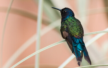 hummingbird on a branch