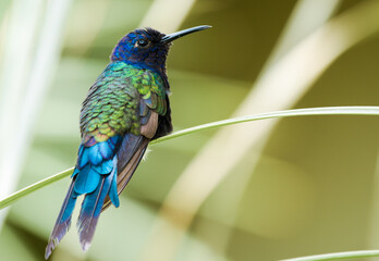 hummingbird on a branch of a tree