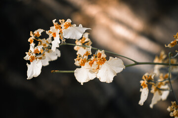 Kandyan Dancers flowers, light creating some great visual effects in the background.