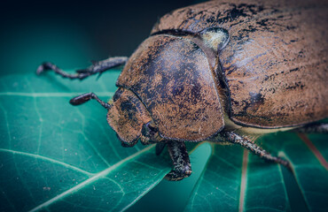 Orange-brown color Old Beetle on a leaf, macro close up wildlife photo.