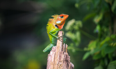 Beautiful green garden lizard climb and sitting on top of a wooden trunk like a king of the jungle, bright orange-colored head and sharp yellowish spines in the back, vivid saturated colored skin.