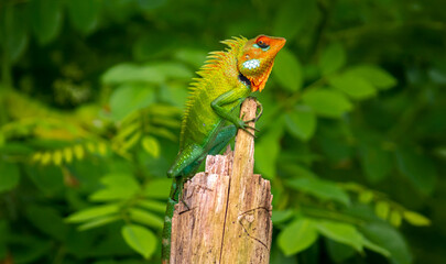 Beautiful green garden lizard climb and sitting on top of the wooden trunk like a king of the...