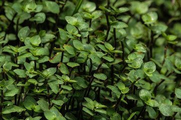 green leaves background