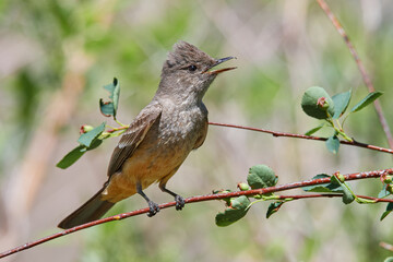 Say's Phoebe perched on a branch
