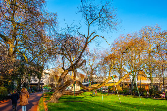 &Aacute;rbol con muletas