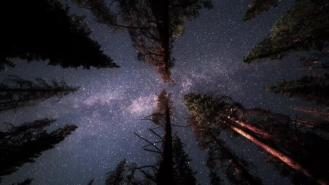 An overnight time lapse of a hammock view looking up as the milky way and stars pass across the trees in the night sky.  