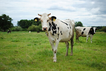 cow