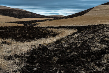 Palouse Fields in Early Spring, Washington State
