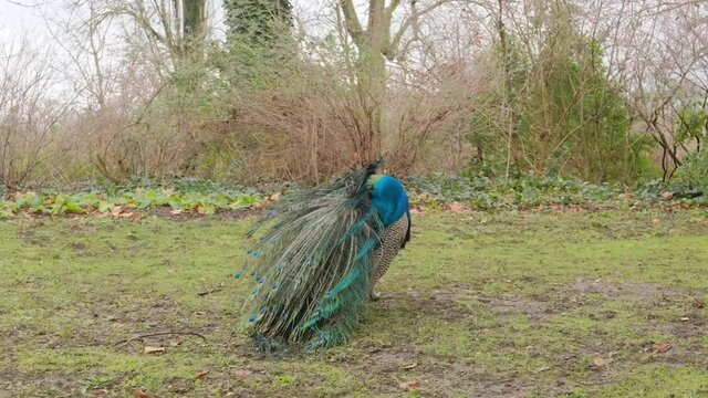 Blue feathered peacock on green winter grass, big wild bird cleaning its feathers in the park natural background image, wild creature with eye-spotted feathers and beautiful long tail
