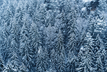 Winterlicher Fichtenwald mit Frost und Schnee im Gebirge – Sächsische Schweiz