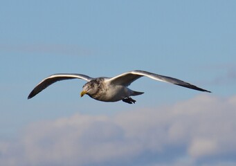 Obraz premium Seagull wings