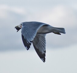 Seagull