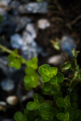 PLANTINHAS RASTEIRAS VERDES, VITORIA, ES, BRASIL