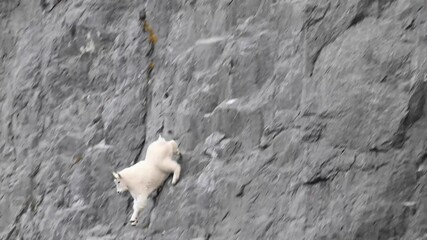Mountain goat in the Canadian Rockies