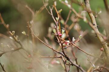 spring in the forest