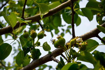 Pear branch with young fruits (ovaries). Small pears on tree. Concept of pear growth on branch. Pear tree with fruit in the garden. Spring time in orchard.  Selective focus.