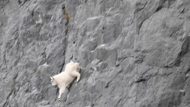 Mountain goat in the Canadian Rockies