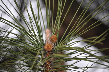 close up of pine cone