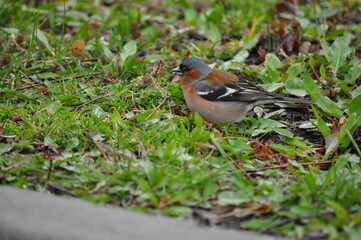 robin on the grass
