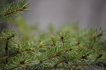 branch of a pine