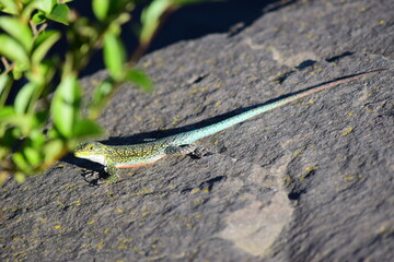 lagartija de colores