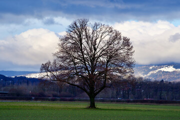 Tree with beautiful winter scenery.