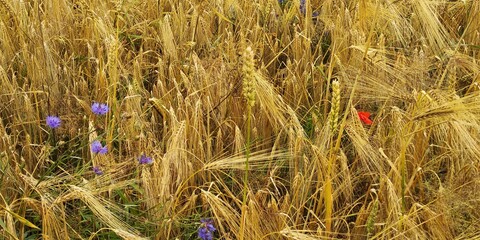 field of wheat