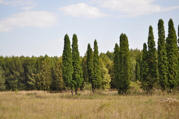 landscape with trees