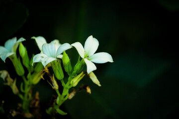 Obraz premium FLOR BRANCA EM FUNDO ESCURO, BRASIL.
