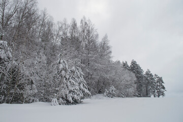 Edge of the Snowy Forest