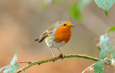 Close up of a Robin Redbreast in Winter.  Scientific name: Erithacus rubecula, facing right and perched on frosty briars.  Clean background .  Horizontal.  Space for copy.