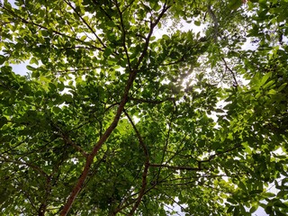 Fototapeta premium green leaves in the sun