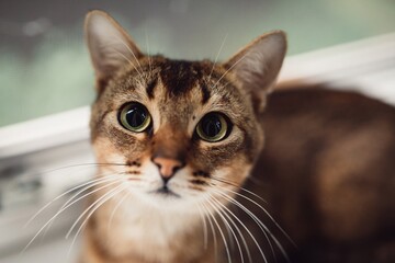 Red cat with green eyes. Close up.