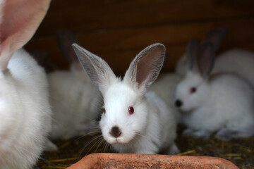 Californian breed rabbits