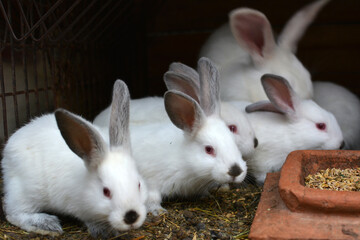 Californian breed rabbits