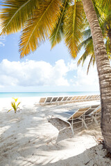 Beach scene with sunbeds under coconut palms