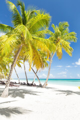 Obraz na płótnie Canvas Beach scene with sunbeds under coconut palms