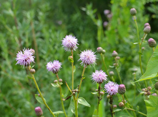 Cirsium arvense grows and blooms among herbs