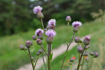 Cirsium arvense grows and blooms among herbs