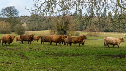 A herd of brown Highland cattle in a field near Market Harborough, UK