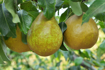 Pears ripen on the tree branch.
