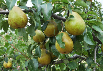 Pears ripen on the tree branch.
