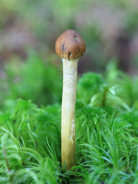 Tolypocladium capitatum, also called Elaphocordyceps capitata, the Drumstick Truffleclub, wild fungus from Finland