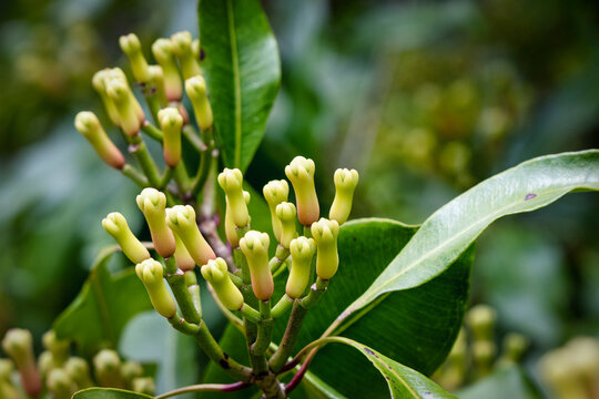 close up of cloves at a tree in Munduk, Bali