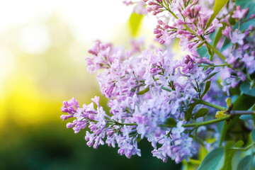 Spring branch of blossoming lilac in nature