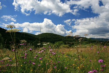 Meadow with wildflowers in Bieszczady Mountains, Poland